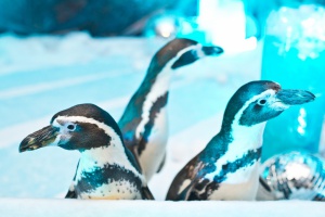 Настоящие пингвины порадовали своим дружелюбием