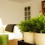 Озеленение квартир и домов
