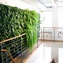 Озеленение офисов